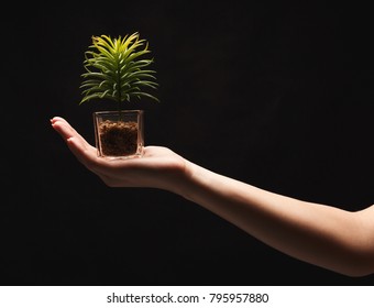 Female hands holding young green plant on black isolated background. Nature, growth and care concept, copy space, cutout Foto stock