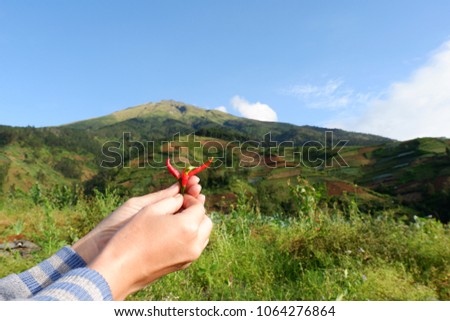
Female hands holds red chilli