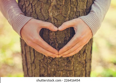 Female hands making an heart shape on a trunk of a tree - Shutterstock ID 226416454