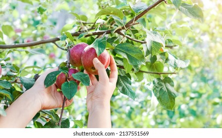 Female Hands Are Picking Apples. Red Apple Variety On The Fruiting Tree - Malus Domestica Gala In The Garden. Fruits On The Lush Green Trees, Fruit Ready To Harvest.