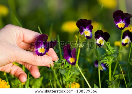 Similar – Wild pansies on the meadow