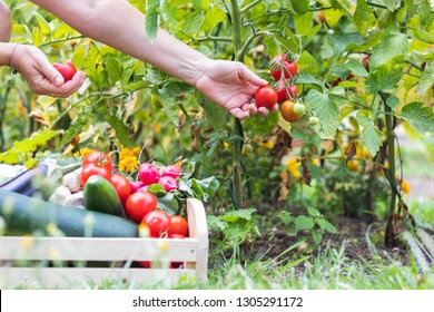 Female Hands Picking Fresh Tomatoes To Wooden Crate With Vegetables. Organic Garden At Summer Harvest