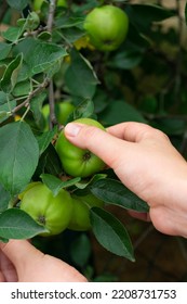 Female Hands Picking Green Apples From A Tree