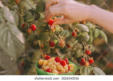 Female hands picking red and yellow raspberries in organic garden, seasonal work on raspberry plantation. Raspberries bush with green leaves. Summer healthy foods and berries.