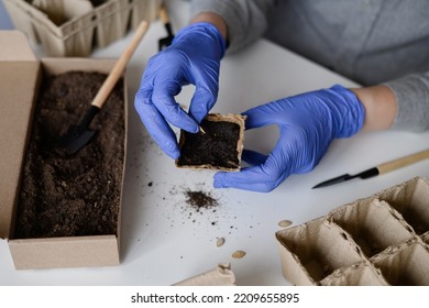 Female Hands Plant Pumpkin Seed In A Peat Cup. Planting Seeds