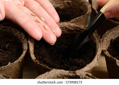 Female Hands Planting Seeds In A Peat Pot - Top View