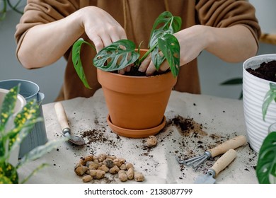 Female hands potting monstera monkey mask. Preparation for transplanting a houseplant using extended clay, soil, shovel, rake and flowerpot.  - Shutterstock ID 2138087799