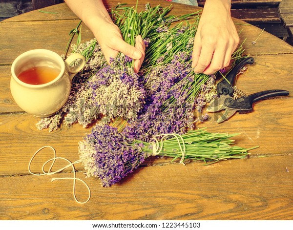 Female Hands Prepare Stalk Lavender Amazing Stockfoto Jetzt