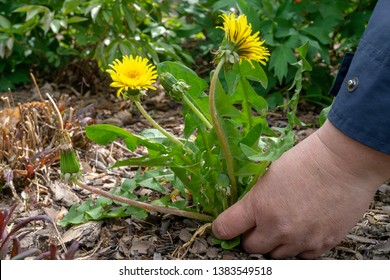 Female Hands Pull Out Weeds From Ground Garden. Weeding Weeds. Struggle Weeds Close Up.