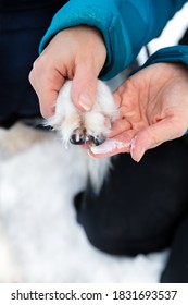 Female Hands Putting Some Paw Balm Lotion On Her Dogs Paw, Protection And Care At The Winter Season, Closeup