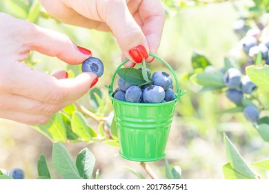 Female hands with red nails holding a tiny steel bucket with handpicked blueberries at the berry farm
