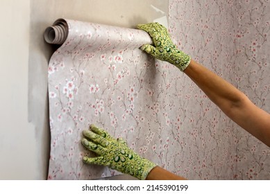 In female hands, a roll of wallpaper on the wall of the room, preparation for gluing and redecorating inside. - Shutterstock ID 2145390199