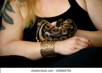 Female Hands Royal Python Snake Woman Stock Photo Shutterstock