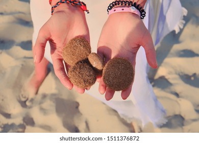 Female Hands With Seaweed Posidonia Oceanica Commonly Known As Neptune Grass Or Mediterranean Tapeweed