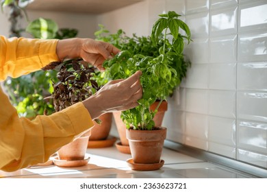 Female hands take care fresh green and purple basil in terracotta pot. Agricultural concept. Vegetarian blogger shares tips caring fresh herbs grown at home garden. Homegrown organic herbs - Powered by Shutterstock