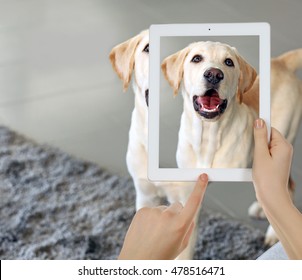 Female hands taking photo of cute puppy on tablet.