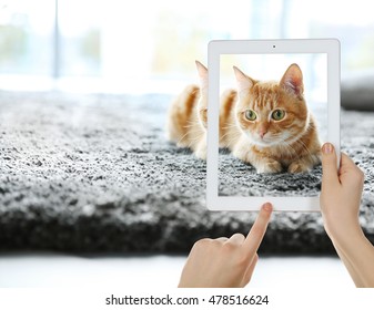 Female hands taking photo of cute cat on tablet.