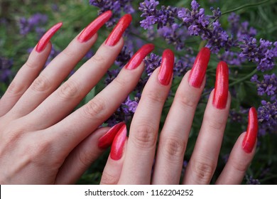 Female hands with very long natural red nails and lavender flowers