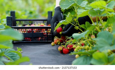 Female Hands Wearing Gloves Harvesting Fresh Red Strawberries From Garden Bed Covered With Black Non-woven Fabric And Putting In Plastic Box. Closeup Farmer Picking Fresh Fruit. Concept Of Agriculture