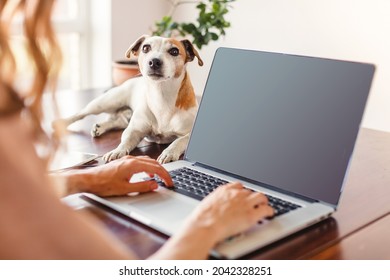 Female Hands Working On Laptop With Cute Dog. Pet near owner at home