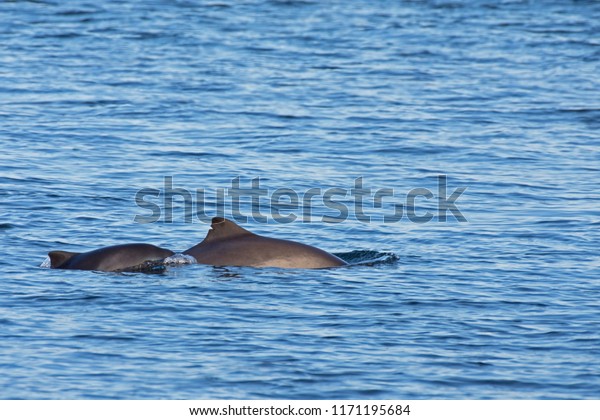 A female harbour porpoise with it\'s\
young coming at the surface of the water to\
breathe.