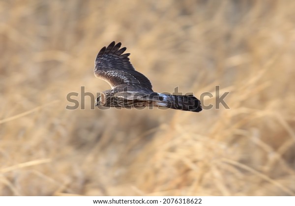 female of Hen\
harrier flying in the reed\
bed