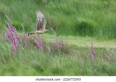Female Hen Harrier taken on the Isle of Mull, on the west coast of Scotland