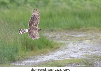 Female Hen Harrier taken on the Isle of Mull, on the west coast of Scotland