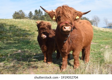 Female Highland Cow With Calf On The Green Pasture Near Masserberg, Thuringian Forest, Germany