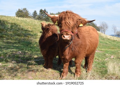 Female Highland Cow With Calf On The Green Pasture Near Masserberg, Thuringian Forest, Germany