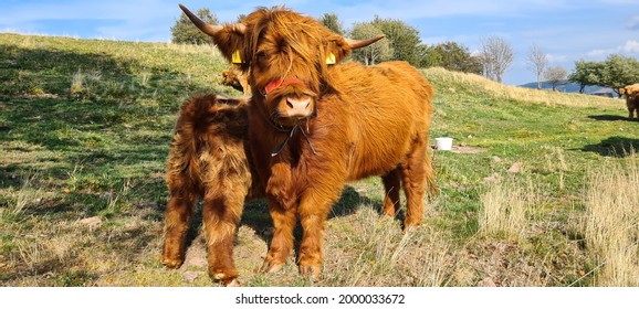 Female Highland Cow With Calf On The Green Pasture Near Masserberg, Thuringian Forest, Germany