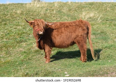 Female Highland Cow On The Green Pasture Near Masserberg, Thuringian Forest, Germany