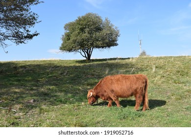 Female Highland Cow On The Green Pasture Near Masserberg, Thuringian Forest, Germany