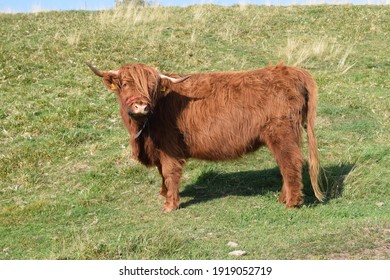 Female Highland Cow On The Green Pasture Near Masserberg, Thuringian Forest, Germany