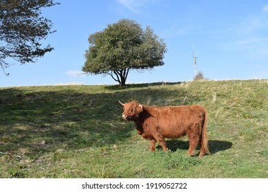 Female Highland Cow On The Green Pasture Near Masserberg, Thuringian Forest, Germany