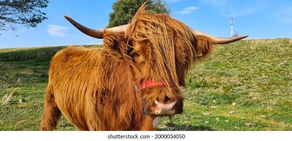 Female Highland Cow On The Green Pasture Near Masserberg, Thuringian Forest, Germany