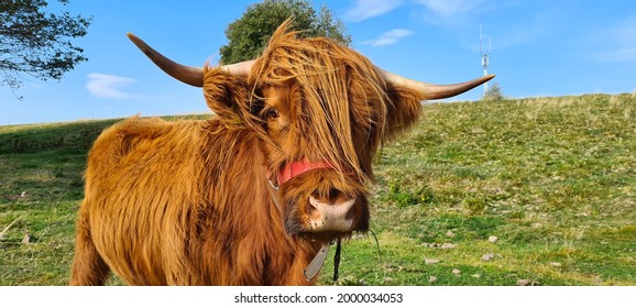 Female Highland Cow On The Green Pasture Near Masserberg, Thuringian Forest, Germany