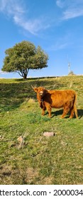 Female Highland Cow On The Green Pasture Near Masserberg, Thuringian Forest, Germany