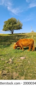 Female Highland Cow On The Green Pasture Near Masserberg, Thuringian Forest, Germany