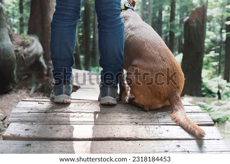 Female hiker with dog in forest, close up. Low angle view of woman standing on wooden boardwalk path with lush forest foliage. Hiking adventure background. North Vancouver, BC. Selective focus.