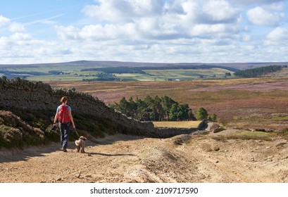 A female hiker and their dog walking along a countryside dirt track through moorland near Blanchland in County Durham, North East England. UK.