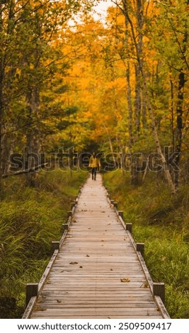 Female Hiker in Yellow Coat Walks Beautiful Forest Nature Fall Foliage Boardwalk. Jesup Trail Acadia National Park New England. Shallow Depth of Field