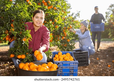 Female hired employee harvesting tangerines in the garden - Powered by Shutterstock