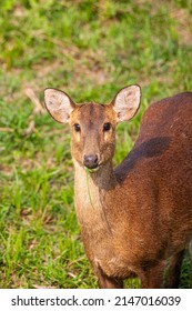 Female Hog Deer Walking Along The Road In Kaziranga National Park, India