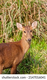 Female Hog Deer Walking Along The Road In Kaziranga National Park, India