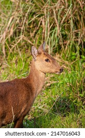 Female Hog Deer Walking Along The Road In Kaziranga National Park, India