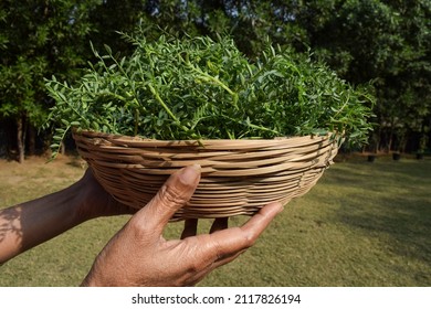 Female Holding Green Leafy Chickpea Vegetable Leaves. Tender Chana Chick Pea Or Bengal Gram Legume Leaves In Wicker Bamboo Basket Sold In Market Outside In Farm