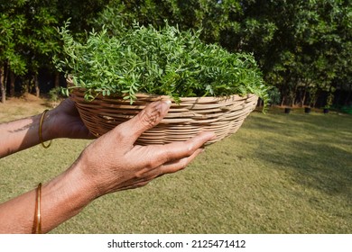 Female Holding Green Leafy Chickpea Vegetable Leaves. Tender Chana Chick Pea Or Bengal Gram Legume Leaves In Wicker Bamboo Basket Sold In Market Outside In Farm