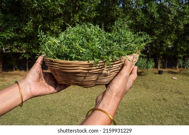 Female Holding Green Leafy Chickpea Vegetable Leaves. Tender Chana Chick Pea Or Bengal Gram Legume Leaves In Wicker Bamboo Basket Sold In Market Outside In Farm