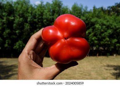 Female holding paprika bellpepper back view of Bright Red Bell pepper or Sweet pepper also known as Red capsicum good quality. dark Red bellpeppers in hand in greenery nature background